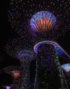 Low angle of majestic Supergrove trees in Singapore Gardens by the Bay at night