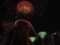 A low angle of majestic Supergrove trees in Singapore Gardens by the Bay at night