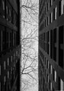 Low angle of modern city buildings with trees without leaves and grey sky background. City view. White and black colors dramatic t Royalty Free Stock Photo