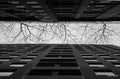 Low angle of modern city buildings with trees without leaves and grey sky background. City view. White and black colors dramatic t Royalty Free Stock Photo