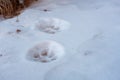 Low Angle of Mountain Lion Prints