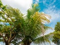 Low angle of palm tree and blue sky with selective focus Royalty Free Stock Photo