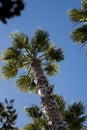 Low angle of palm trees Royalty Free Stock Photo
