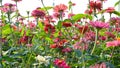 Low angle pan view of Common Zinnia or Youth-and-oldage in a sunny day