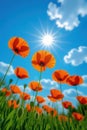 Low-angle perspective of a glittery summer scene, highlighting a cluster of vibrant orange poppies Royalty Free Stock Photo
