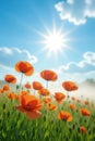 Low-angle perspective of a glittery summer scene, highlighting a cluster of vibrant orange poppies Royalty Free Stock Photo
