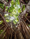 Looking Up Inside a Giant Banyan Tree Canopy Royalty Free Stock Photo
