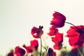 Low angle photo of red poppies against sky with light burst and glitter sparkling lights Royalty Free Stock Photo