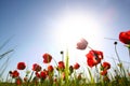 Low angle photo of red poppies against sky with light burst and glitter sparkling lights Royalty Free Stock Photo