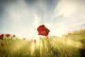 Low angle photo of red poppies against sky with light burst and glitter sparkling lights Royalty Free Stock Photo