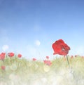 Low angle photo of red poppies against sky with light burst and glitter sparkling lights Royalty Free Stock Photo