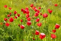 Low angle photo of red poppies against sky with light burst and glitter sparkling lights Royalty Free Stock Photo