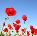 Low angle photo of red poppies against sky with light burst . image is retro filter toned Royalty Free Stock Photo