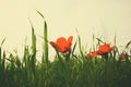 Low angle photo of red poppies against sky with light burst. vintage filtered and toned Royalty Free Stock Photo