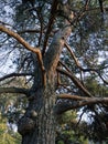 Low angle view of a large pine tree trunk with rough bark texture. Looking up at old conifer branches and green canopy against Royalty Free Stock Photo