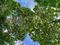 low-angle photograph looks directly up into the canopy of several trees Royalty Free Stock Photo