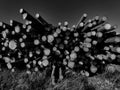 low angle of pile of timber on field Royalty Free Stock Photo