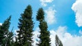 Low angle pine tree with sky background Royalty Free Stock Photo
