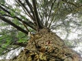 Low-angle of a pine tree trunk. Conifers Royalty Free Stock Photo