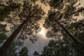 Low angle of pine trees at sunset in Somosierra, Spain Royalty Free Stock Photo