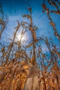 Low angle portrait image of amber golden dry corn stalks and ears ready for harvest with blue sky and sun rays in the background Royalty Free Stock Photo