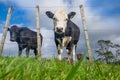 Low angle POV of grass fed beef cattle on hillside with uneven f Royalty Free Stock Photo