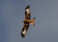 Low-angle of red kite flying over dark and clear sky Royalty Free Stock Photo