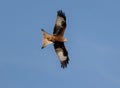 Low-angle of a red kite flying over a sunlit and clear sky Royalty Free Stock Photo