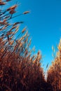 Low angle of ripe wheat field Royalty Free Stock Photo