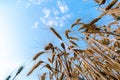 Low angle of ripe wheat field Royalty Free Stock Photo