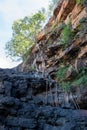 Low angle of roots clinging in a cliff with a blue sky background