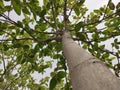 Team (Tectona Grandis) tree trunk and branches, low angle view, Sagwan tree branches Royalty Free Stock Photo