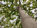 Team (Tectona Grandis) tree trunk and branches, low angle view, Sagwan tree branches Royalty Free Stock Photo