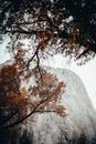 Low angle scene of trees with orange-colored leaves in autumn with a foggy rock in the background