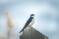 Low angle selective focus shot of a common house martin bird perched on a pole