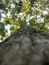 Low angle shoot tree Royalty Free Stock Photo