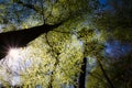 Low angle shot of aa dense folage of a treetops on a blue sky background under sunlight