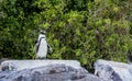 Low angle shot of an adorable penguin standing on a stone