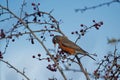 Low angle shot of an American robin bird perched on a tree branch Royalty Free Stock Photo