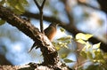 Low angle shot of an American robin bird perched on a tree branch Royalty Free Stock Photo