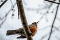 Low angle shot of an American robin perched on a tree branch with a blurry background Royalty Free Stock Photo