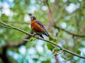 Low angle shot of an American robin perched on a tree branch with bokeh lights background Royalty Free Stock Photo