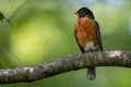 Low angle shot of an American robin perched on a tree branch in a field with a blurry background Royalty Free Stock Photo