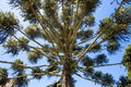 Low angle shot of an araucaria pine tree Royalty Free Stock Photo