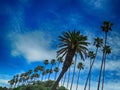 Low angle shot of Asian palmyra palms under the beautiful blue sky