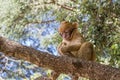 Low angle shot of a baby Barbary Macaque monkey on a tree branch holding peanuts Royalty Free Stock Photo