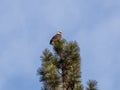 Low angle shot of bald eagle on the top of pine tree on blue sky background Royalty Free Stock Photo