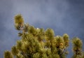 Low angle shot of bald eagle's head on the top of pine tree on dark cloudy sky background Royalty Free Stock Photo