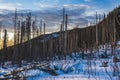 Low angle shot of bare trees on a snow covered hill under the cloudy sky captured is Slovakia Royalty Free Stock Photo