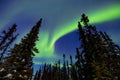 Low angle shot of beautiful Aurora Lights in a forest in Yellowknife, Canada Royalty Free Stock Photo